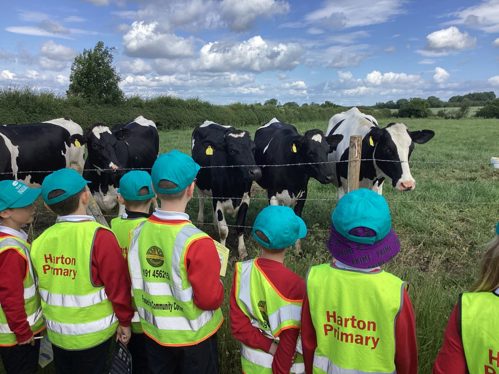 Schoolchildren from Harton Primary School looking at dairy cows